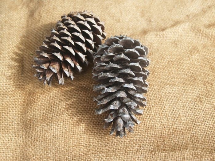 excellent can you use pine as firewood? theworldofsurvival can you burn pine in a fireplace picture