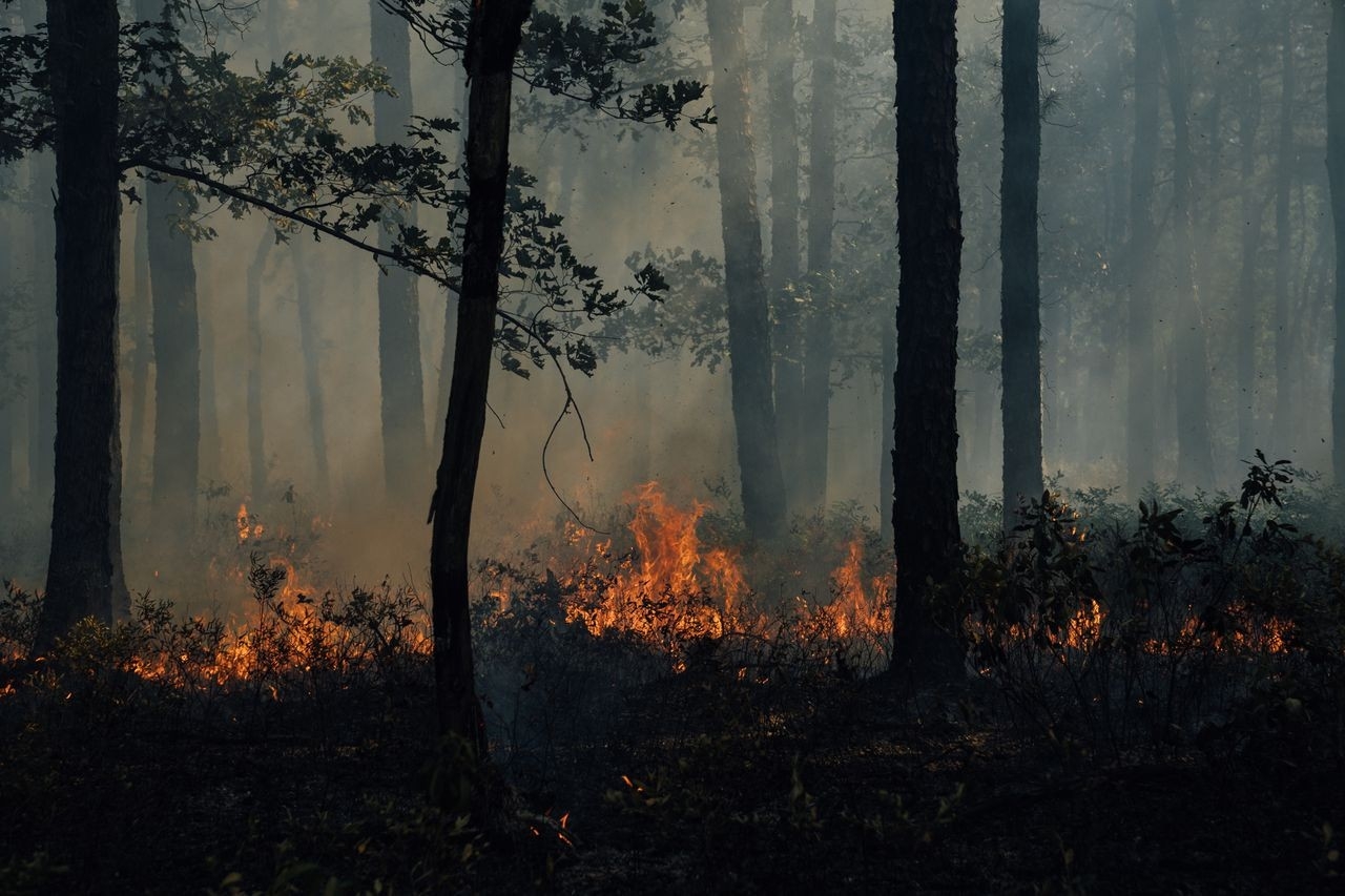 stylish pine barrens forest fire burns 200 acres, will be dousedincoming can you burn pine in a fireplace photo