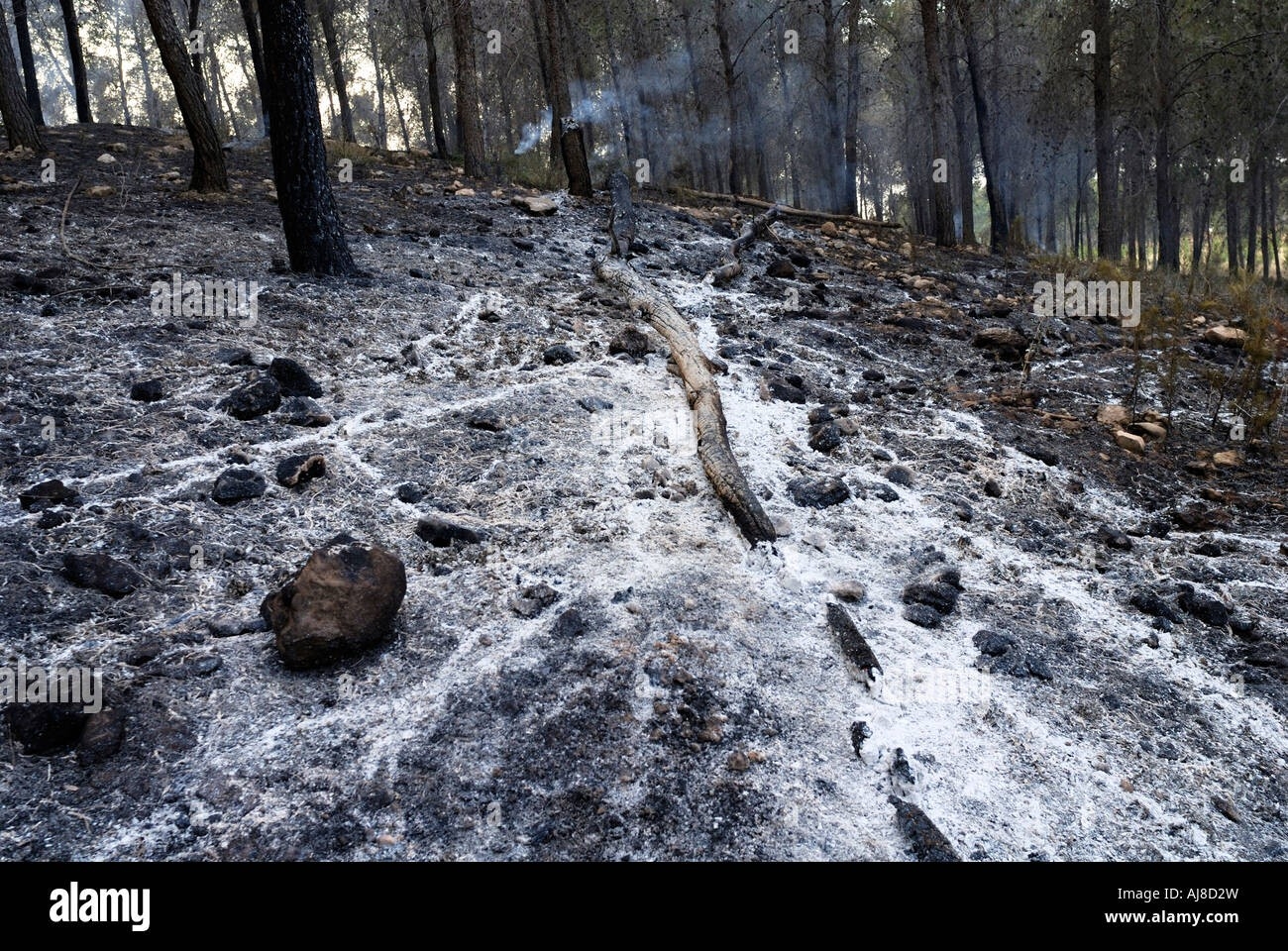 good smoke and smouldering ashes after a pine tree forest fire was put out where to put ashes from fireplace picture