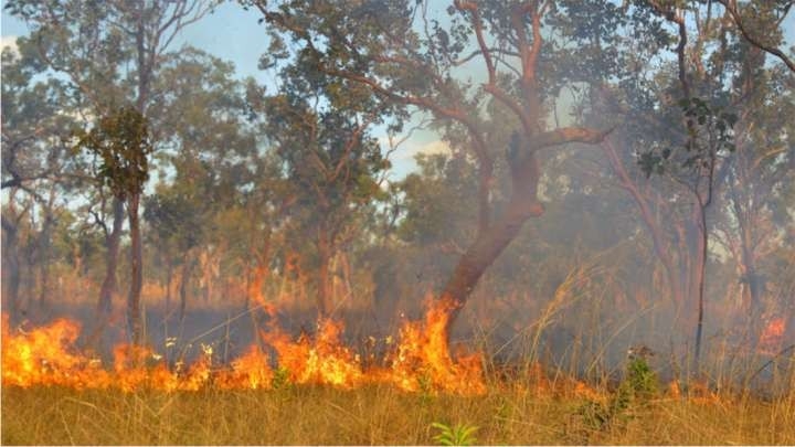 image of australian birds of prey have harnessed the use of fire to flush out how to get a bird out of fireplace picture