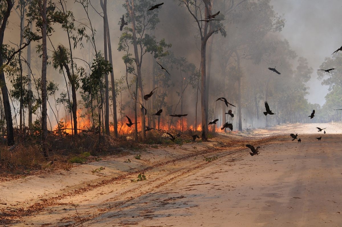 inspiring burn, baby, burn: australian birds steal fire to smoke out prey | live how to get a bird out of fireplace photo